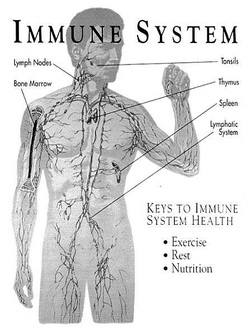 Lymphatic System and Immune
